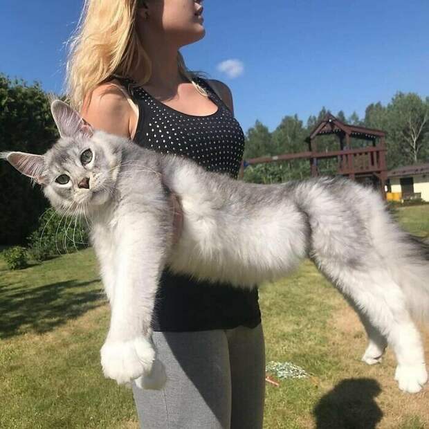 Больше котов, хороших и крупных Больше котов, хороших и крупных