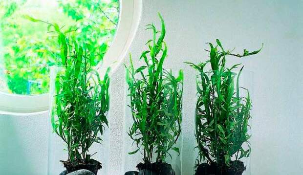 Комнатное растение Гомалокладиум (Homalocladium)