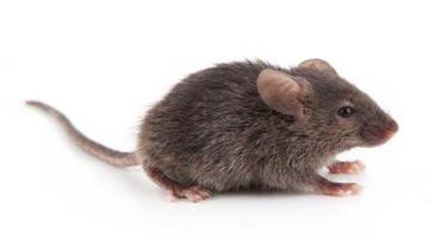 Домовые мыши: описание и фото. Кусается ли домовая мышь? Как избавиться от домовых мышей
