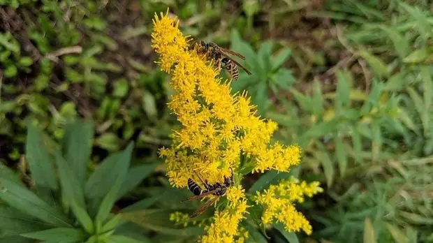 «Заранее посетите врача»: как подготовиться к началу сезона аллергии на пыльцу деревьев