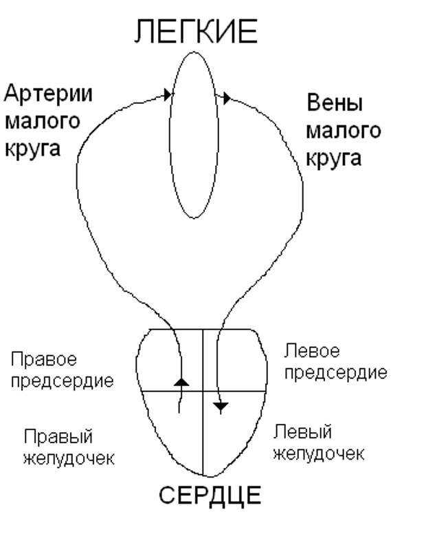 Схема малого. Малый круг кровообращения схема. Схема малого круга кровообращения схема. Схема большого и малого круга кровообращения. Малый легочный круг кровообращения схема.