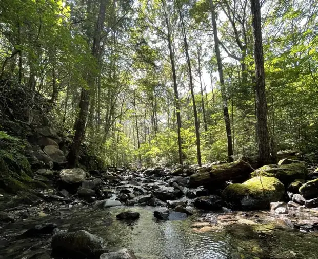 10 полезных продуктов весеннего леса