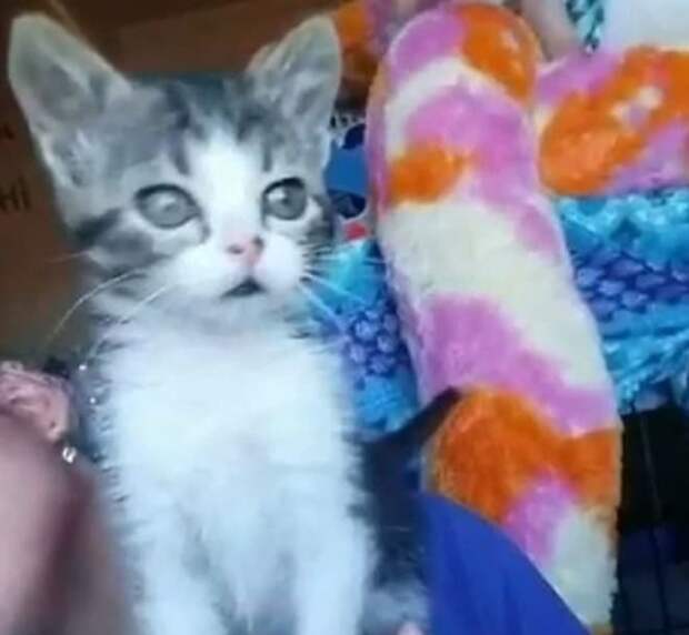 Котенок и игрушка Испуганный котенок