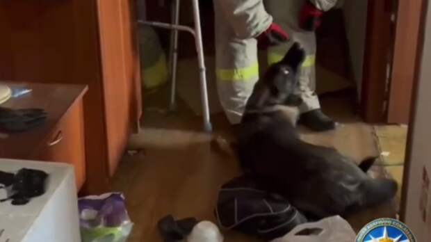 Собака осталась в квартире с мертвым хозяином / Кадр из видео: