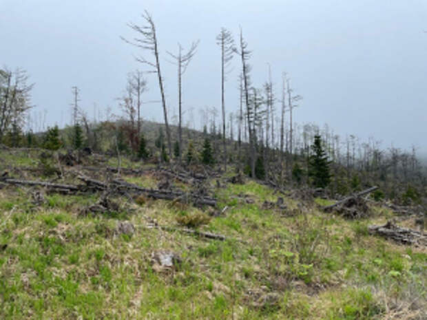 На Сахалине окончено расследование уголовного дела по факту хищения денежных средств в сфере лесопромышленного комплекса