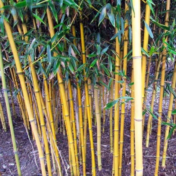 Phyllostachys aureosulcata 'Aureocaulis' - Золотой бамбук Phyllostachys aureosulcata 'Aureocaulis' - Золотой бамбук
