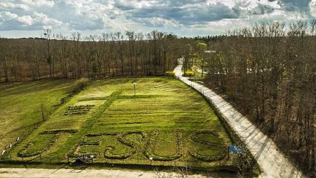 На огороде красуется имя Иисуса, созданная из высаженных растений. | Фото: budport.com.ua. На огороде красуется имя Иисуса, созданная из высаженных растений. | Фото: budport.com.ua.