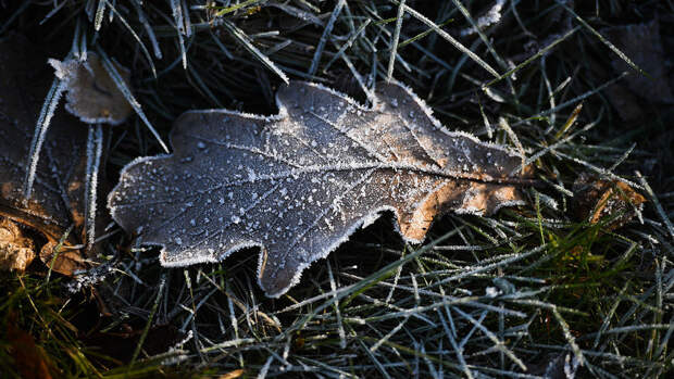 Власти Саратовской области ввели режим ЧС из-за уничтожения посевов заморозками