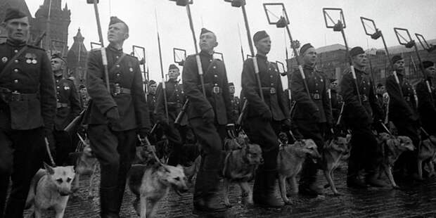 Истории и факты о Великой Отечественной войне