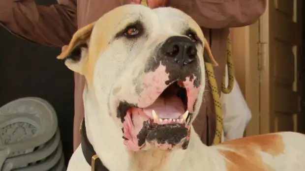 Эксперт оценила список потенциально опасных пород собак