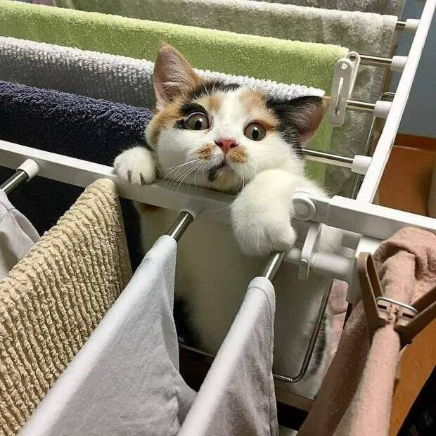 Когда котов находили там, где они не должны быть: 12 фото