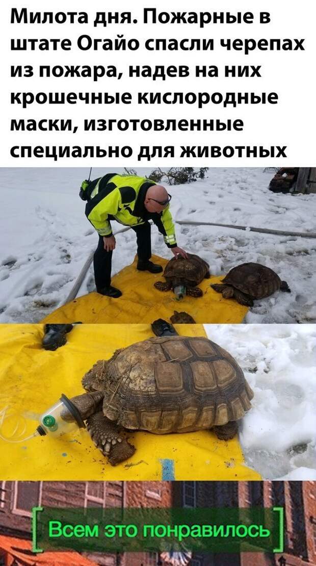 Комментарии и картинки из соцсетей