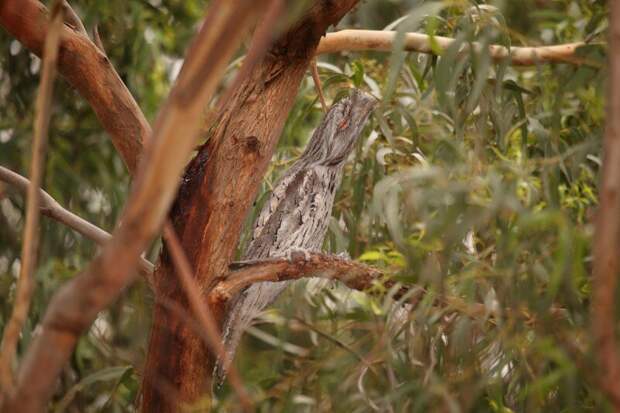 Птица исполинский белоног. интересное, маскировка, фотографии