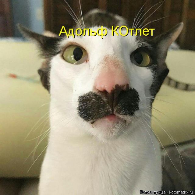 Лучшие котоматрицы недели (50 фото)