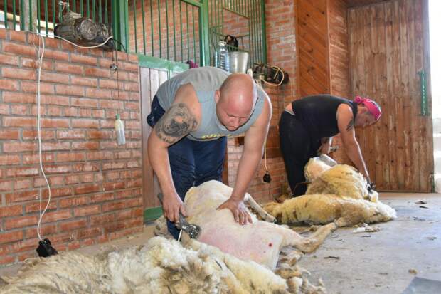 Сотни предприятий Крыма начали стрижку овец