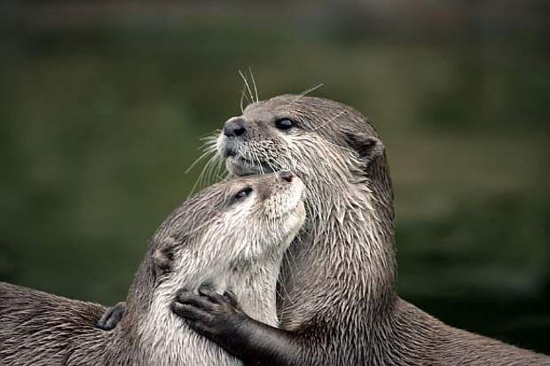 animals-love-couple-4__880