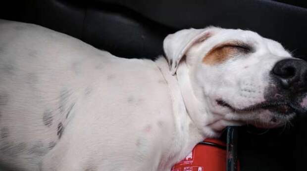 “Уснул, маленький…” Грязный уставший пёс запрыгнул в машину к незнакомцам, где его сморил сон