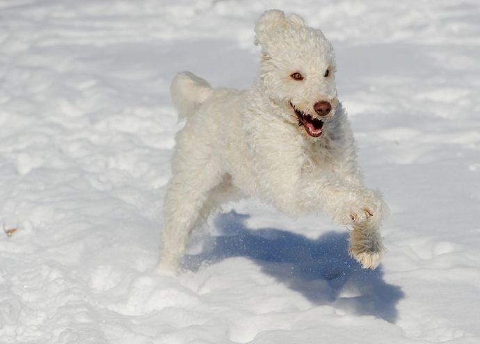 5d0_web_herodogs03.jpg