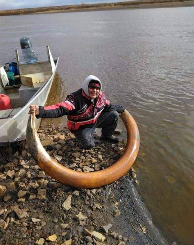 Найденный древний бивень