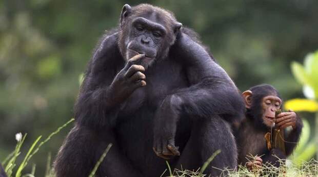 1. Шимпанзе вид, вымирание, животные