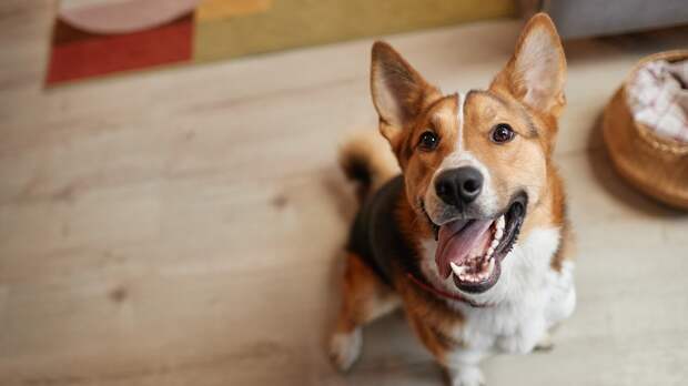 Кинолог Голубев: важно не наделять собак человеческими качествами