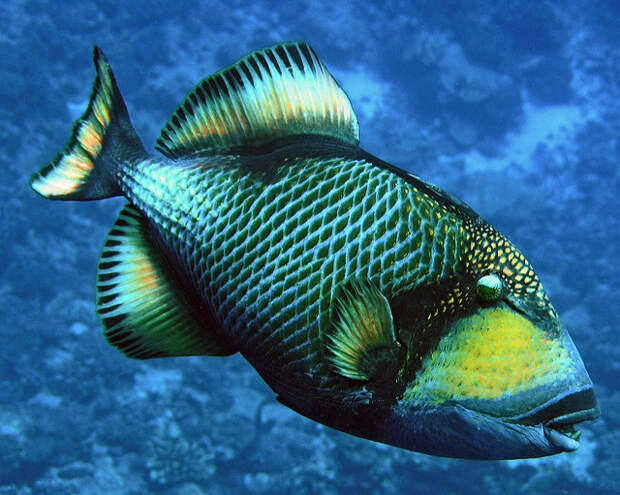 titan triggerfish