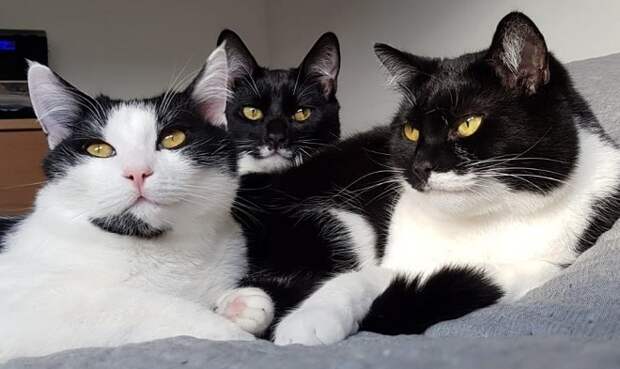 Коты лежат Кошачья семья