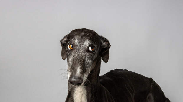 Кинолог Голубев раскрыл, как распознать депрессию у собаки