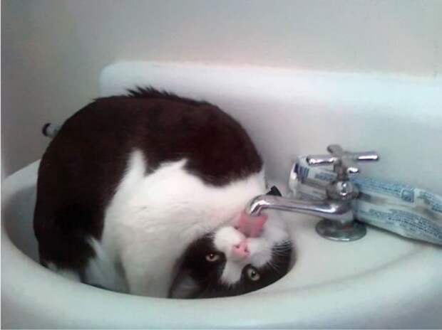 Снимки котиков, которые внезапно сломались и полюбили водные процедуры