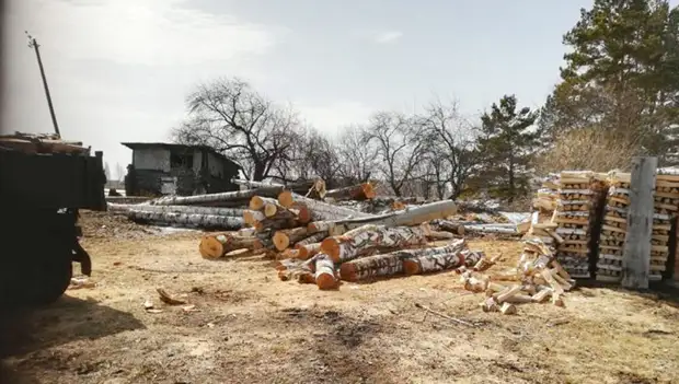 Курганцу грозит 7 лет тюрьмы за срубленные деревья