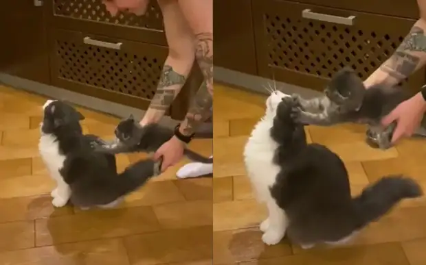 Котенок стал идеальной чесалкой для пушистого старшего брата