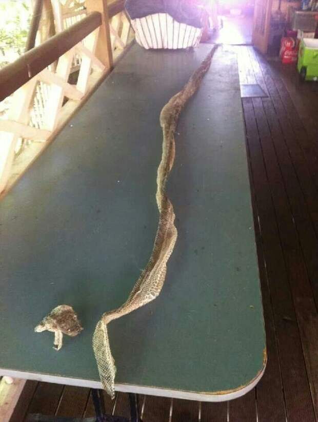 Змея длиной в три метра просто отдыхает австралия, животные, ужас