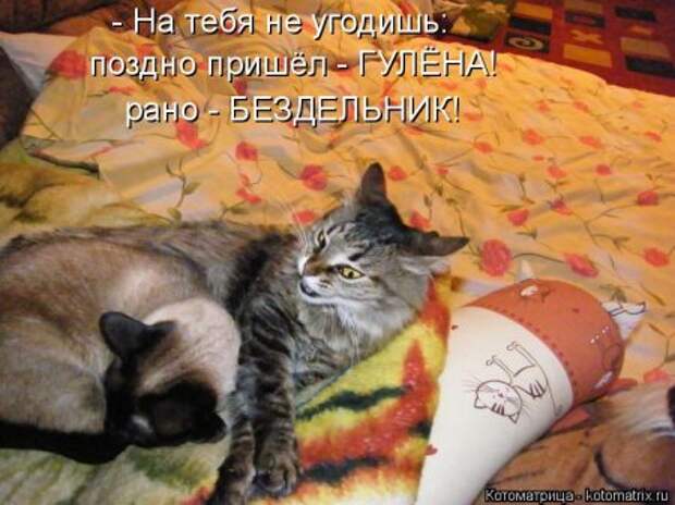 1451492449_kotomatritsa_6c