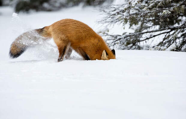 Winter Fox Photography