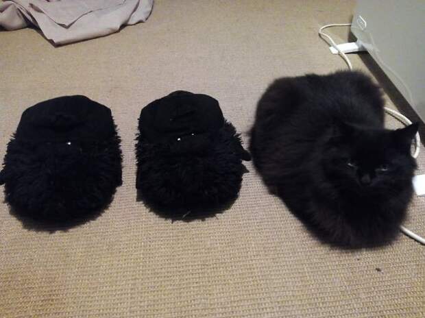 find-hidden-cat-camouflage-hide-and-seek-catouflage-108-58369693b732b__605