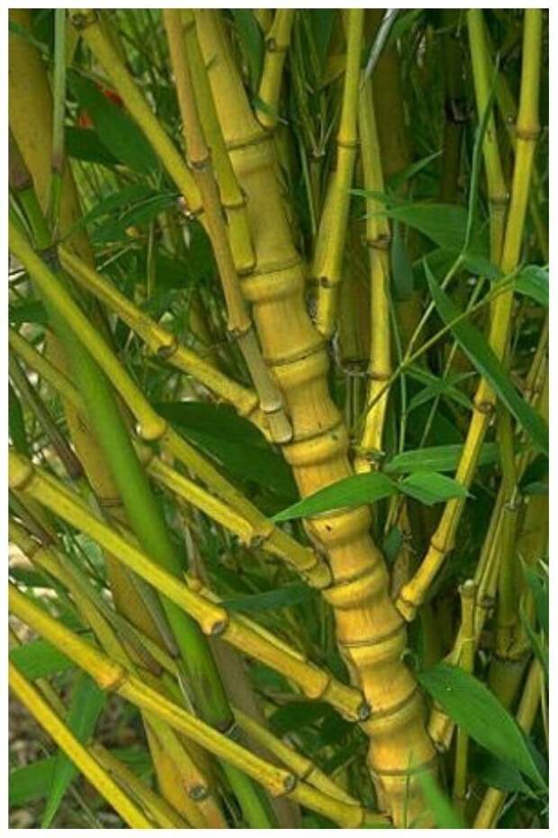 Он бывает не просто гладкий и длинный, а еще и со множеством ответвлений Phyllostachys aurea 'Holochrysa' Он бывает не просто гладкий и длинный, а еще и со множеством ответвлений Phyllostachys aurea 'Holochrysa'