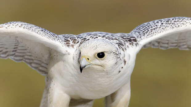 На Ямале исследовали происхождение популяции редких кречетов