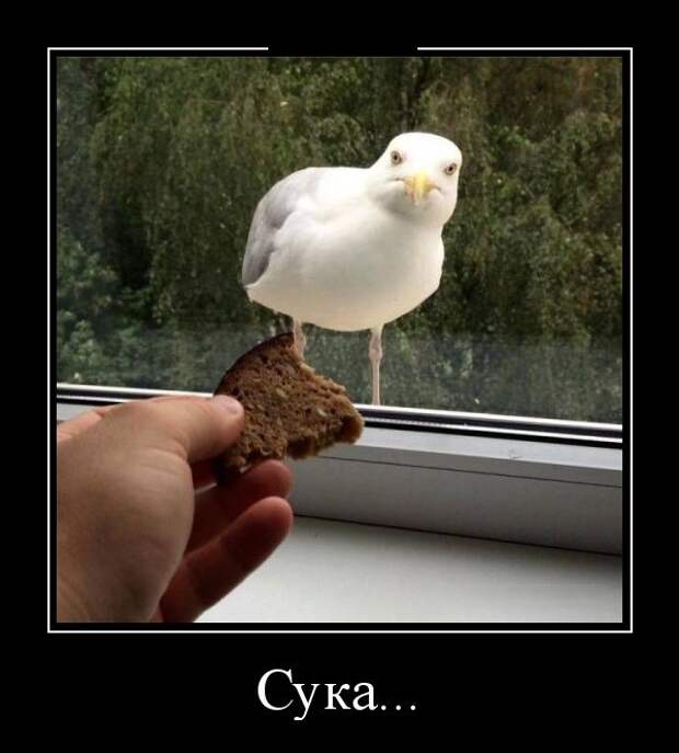Демотиваторы (30 фото)
