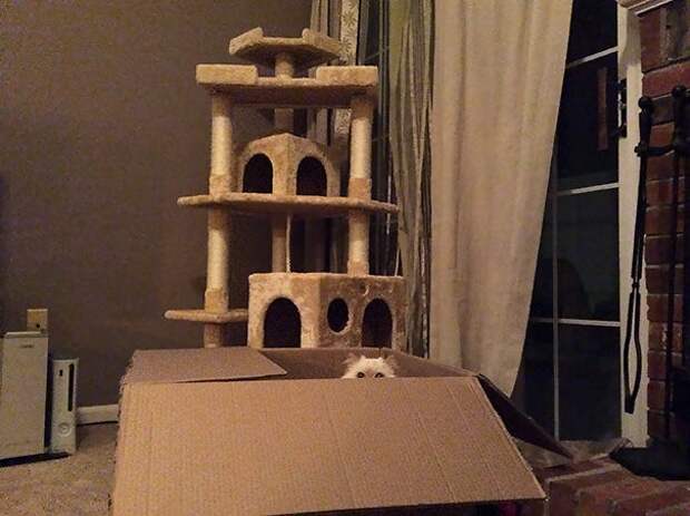 кошачья логика, коты и кошачий домик