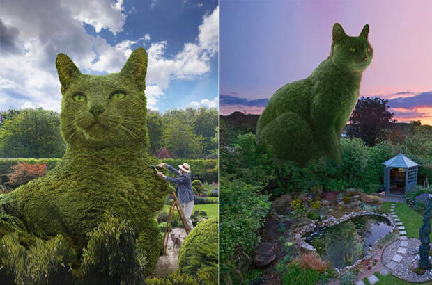 Фотохудожник Ричард Сондерс очень любит своего кота Толли и создает фотоколлажи с его изображением в виде кустов