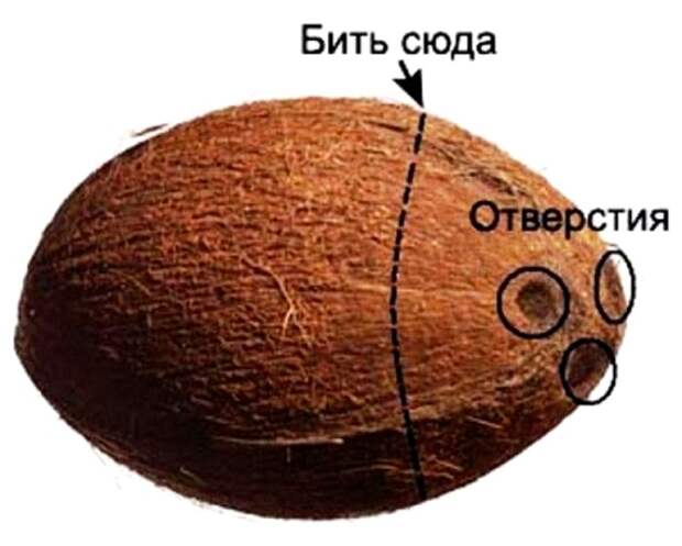 Чтобы больше не мучиться с кокосом, по нему правильно...постучать. /Фото: navseruki.guru