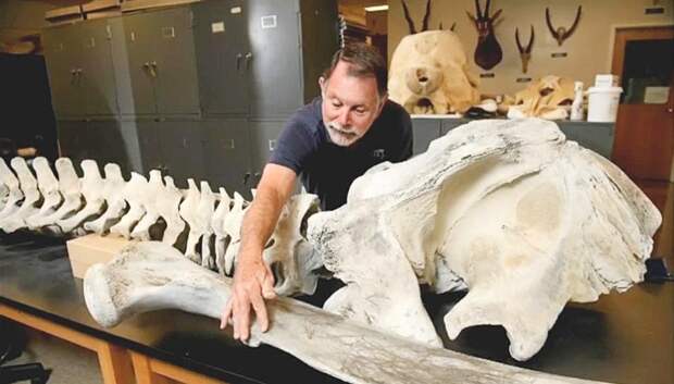Американский музей получит кости кита, вымершего 300 лет назад. Они несколько лет пролежали в гараже: Новости ➕1, 13.01.2022