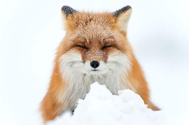 Winter Fox Photography