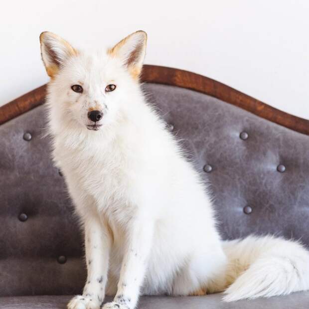 Редкая белая лисица поселилась в одном доме с собаками белая лиса, домашние животные, лиса