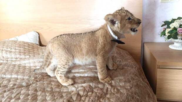 Уголовное дело из-за использования льва и львенка для фотосессий возбудили в Москве