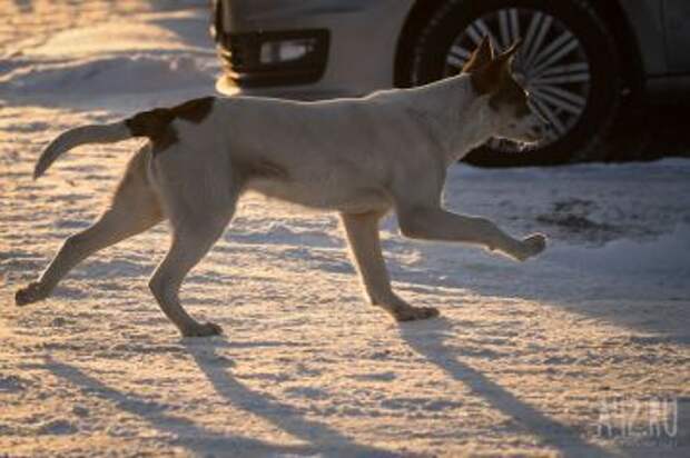 Фото: В администрации Анжеро-Судженска прокомментировали нападение собак на горожанку 1