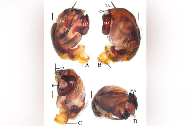 ZooResearch: новые виды пауков названы в честь песен китйаской звезды Джея Чоу