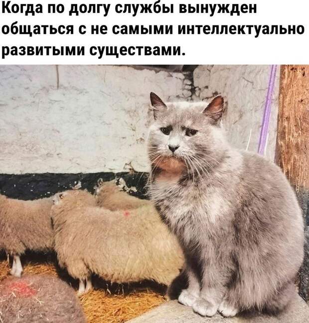 Ржачные картинки (4)