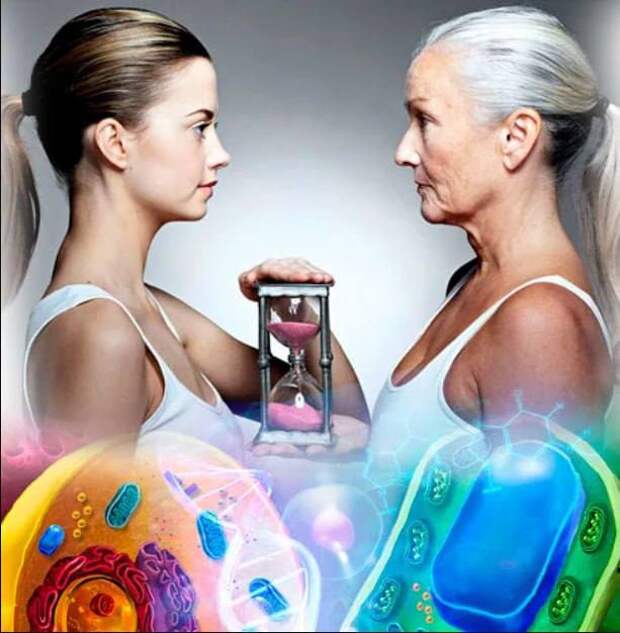 Первое в истории лекарство от старения начали тестировать на людях