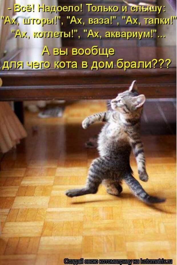 Свежая котоматрица (33 фото)